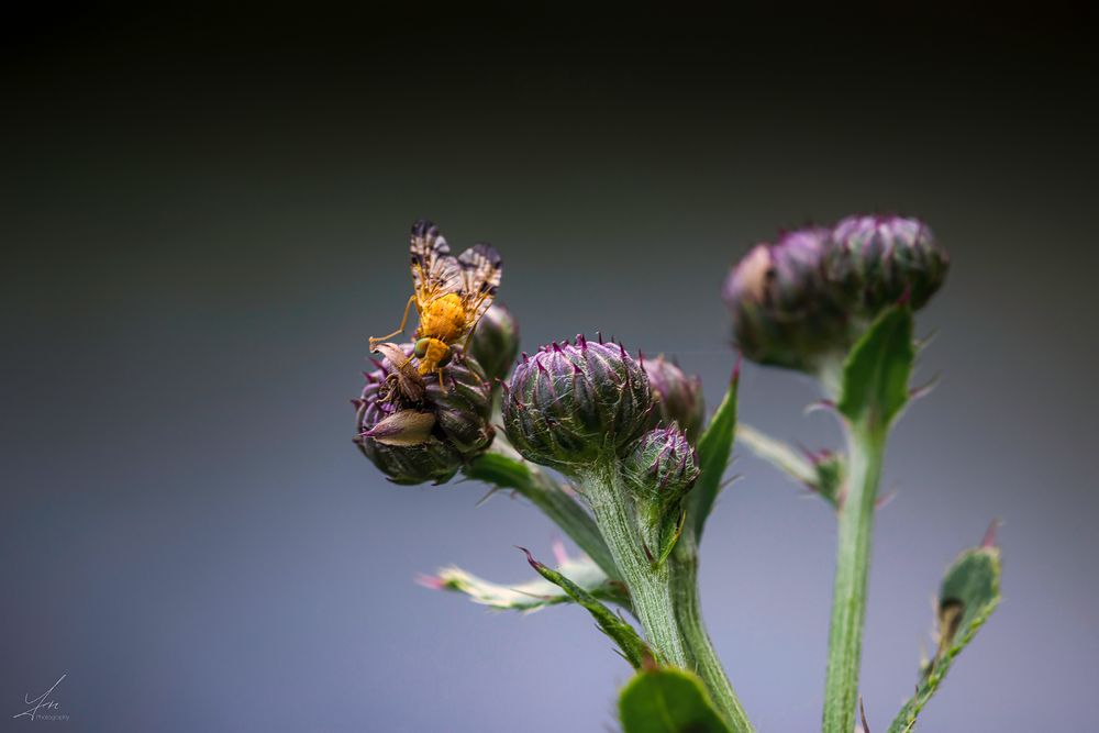 Distel-Bohrfliege