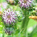 Distel-Bohrfliege,Nr.1