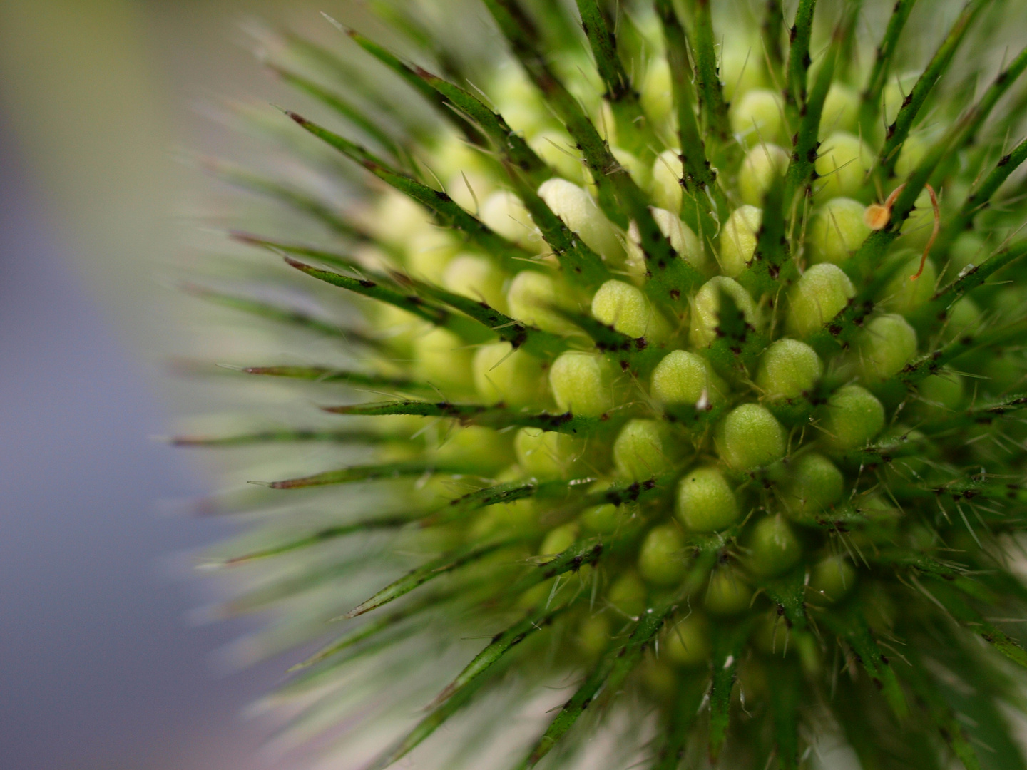 Distel