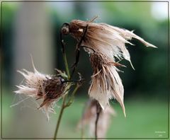 Distel