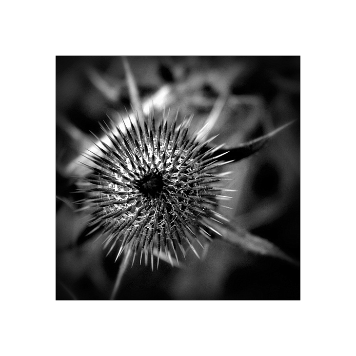 Distel