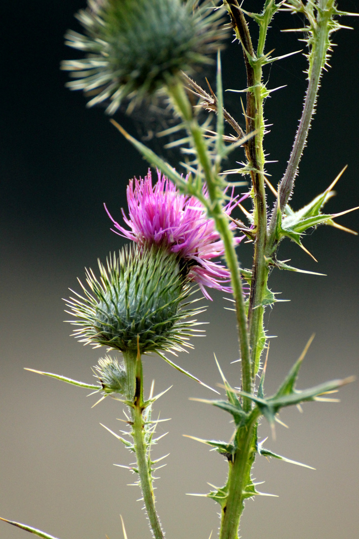 Distel