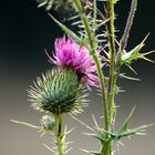 Distel