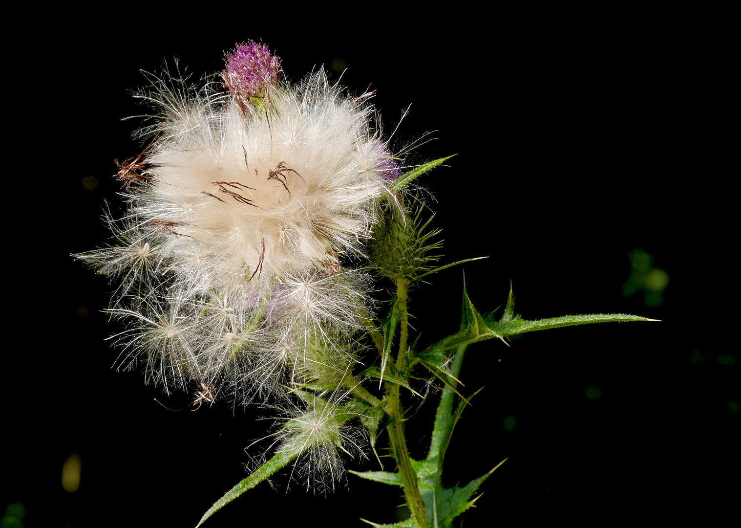 Distel