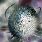 Distel