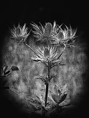 Distel 