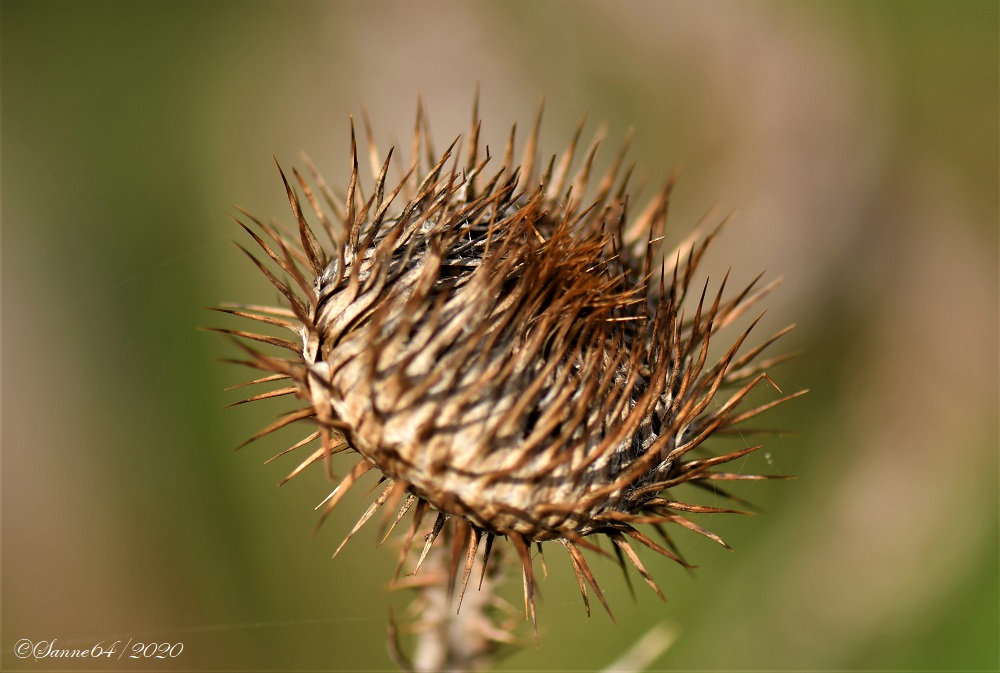 Distel