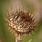 Distel