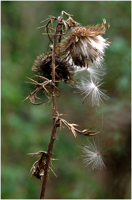 - Distel -