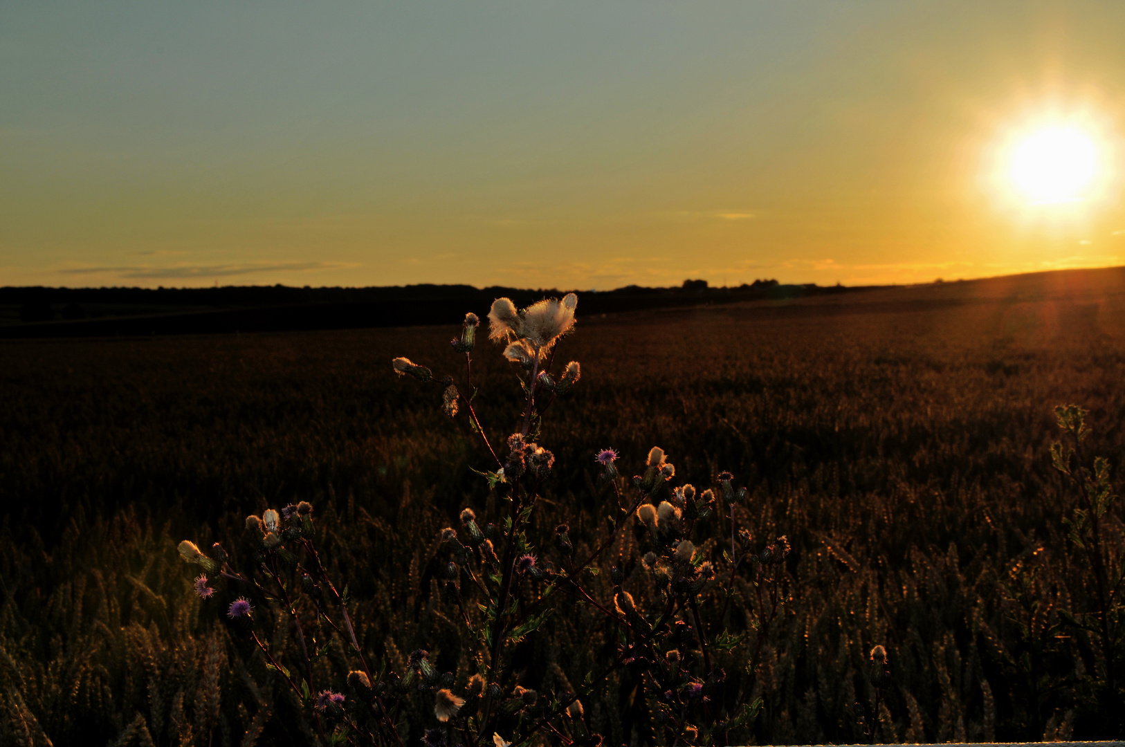 Distel