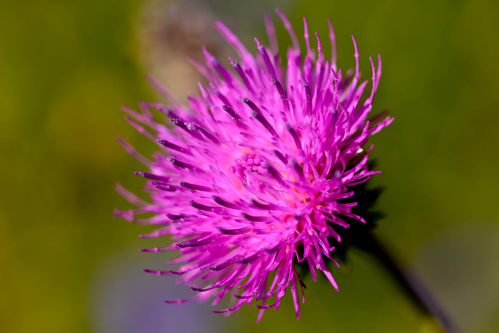 distel Foto & Bild makro, natur, pflanzen Bilder auf