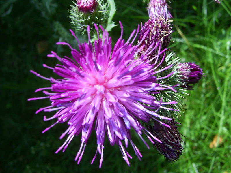 distel