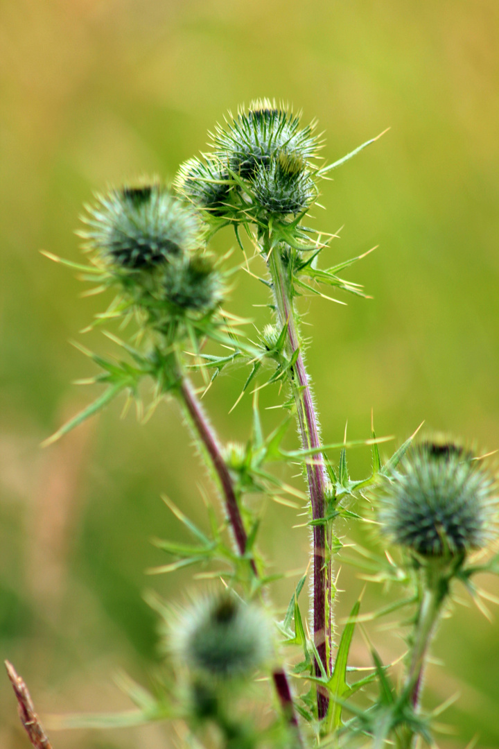 Distel