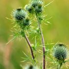 Distel