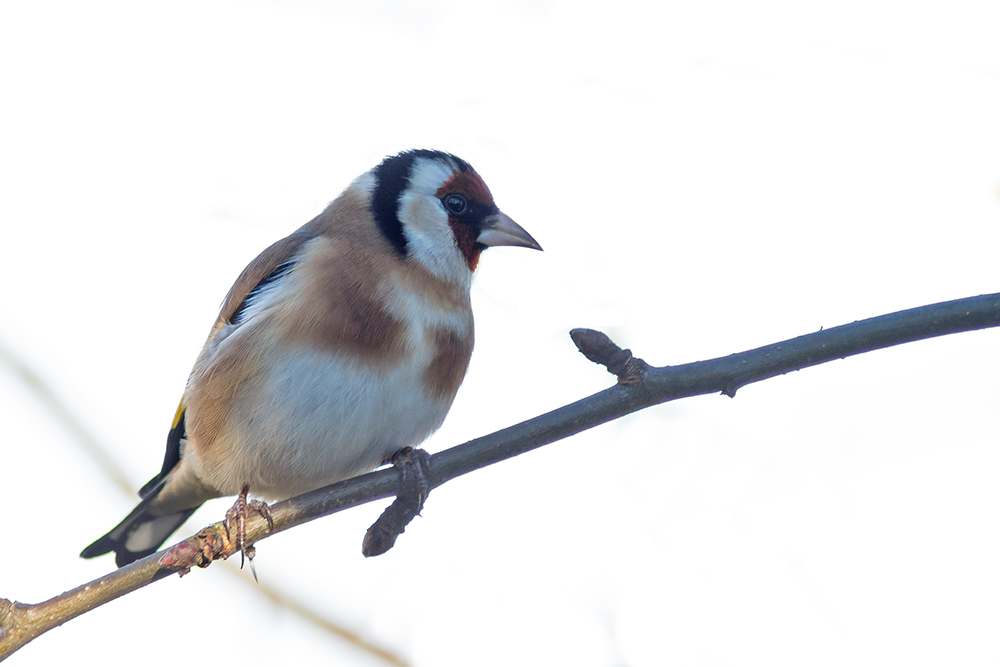 Distel Carduelis