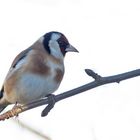 Distel Carduelis