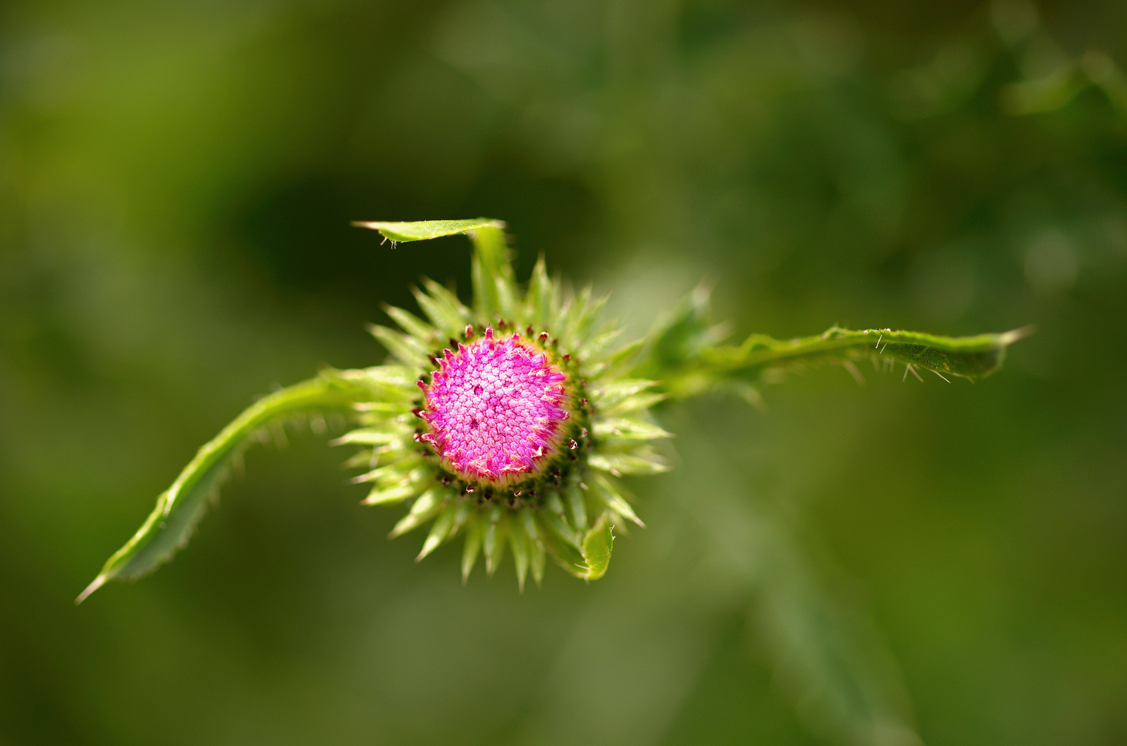 Distel Carduoideae...