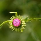 Distel Carduoideae...