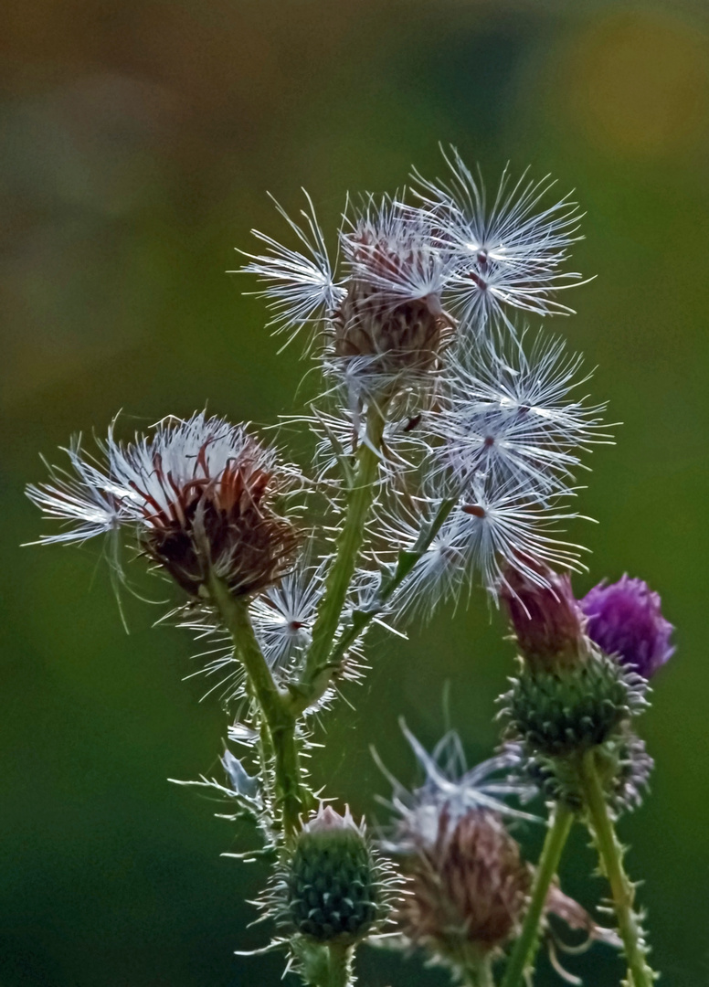 Distel