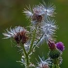 Distel