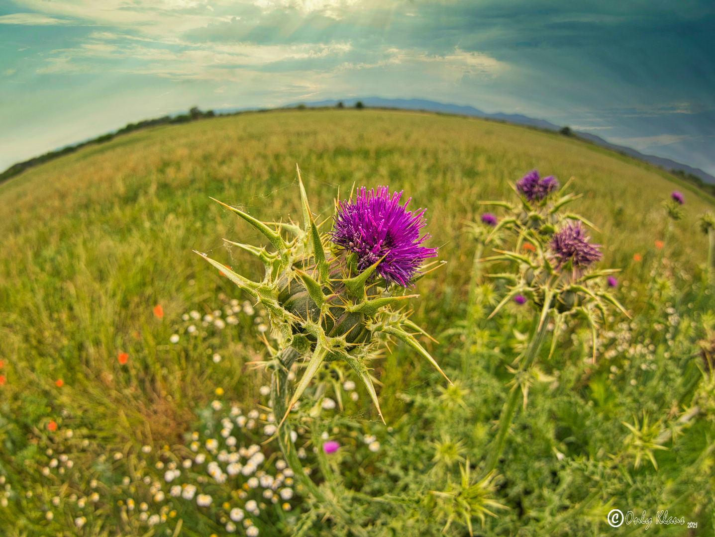 Distel