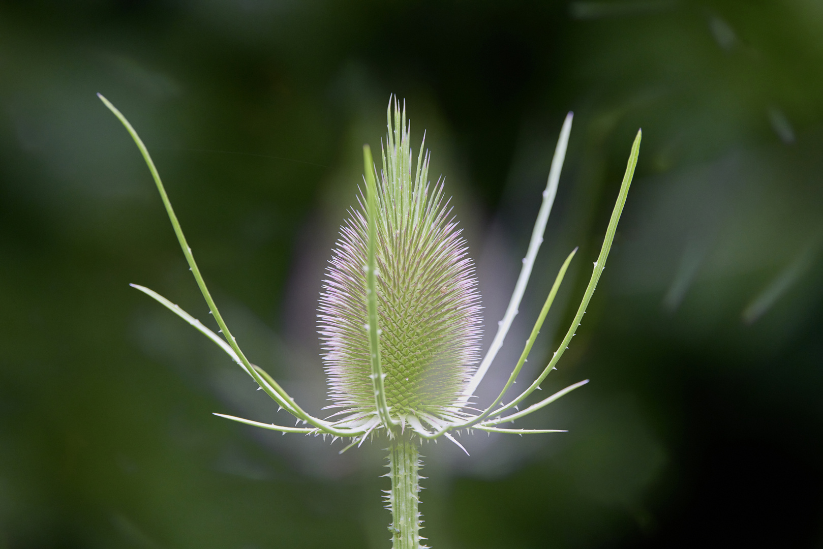 Distel