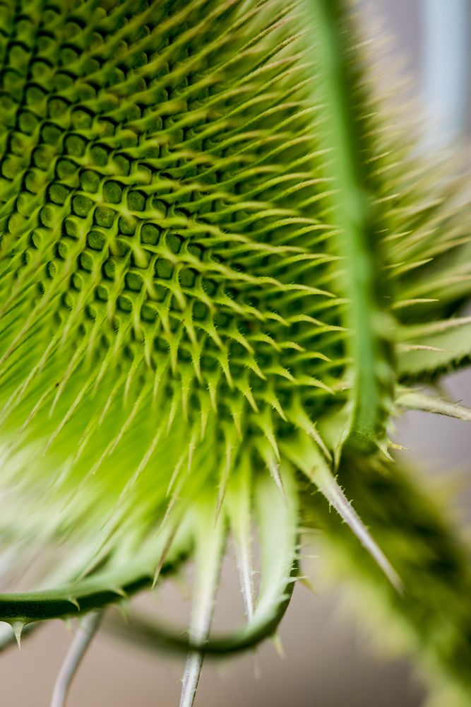 Distel-Close-Up