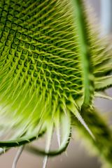 Distel-Close-Up