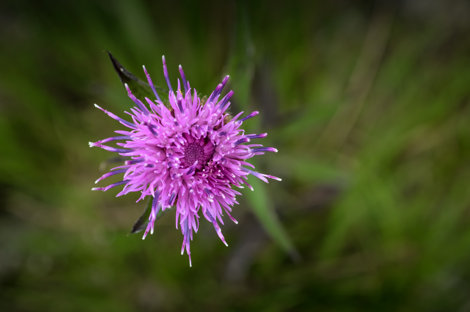 Distel