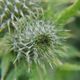 Distel