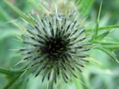 Distel