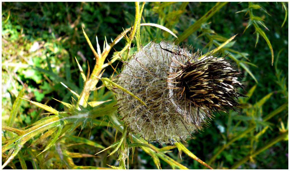 Distel