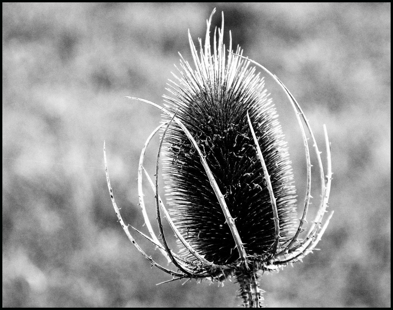 Distel