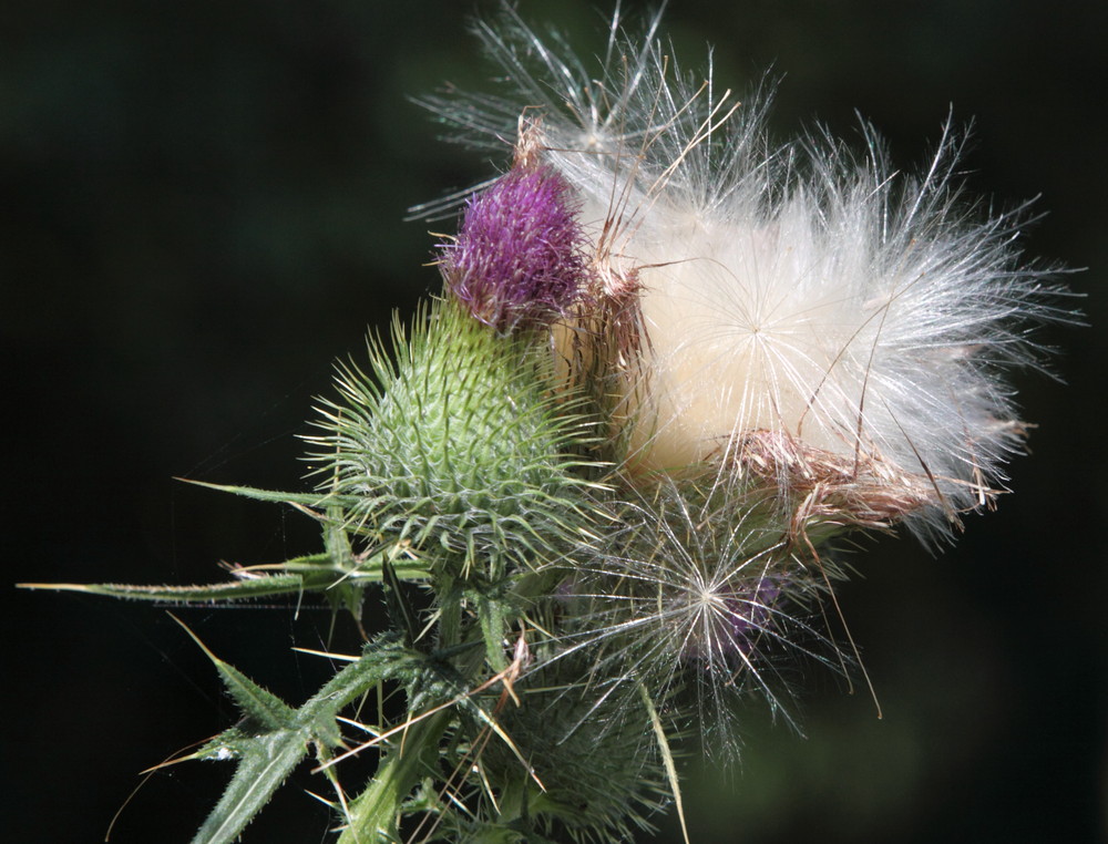 "Distel"