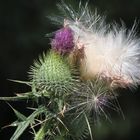 "Distel"