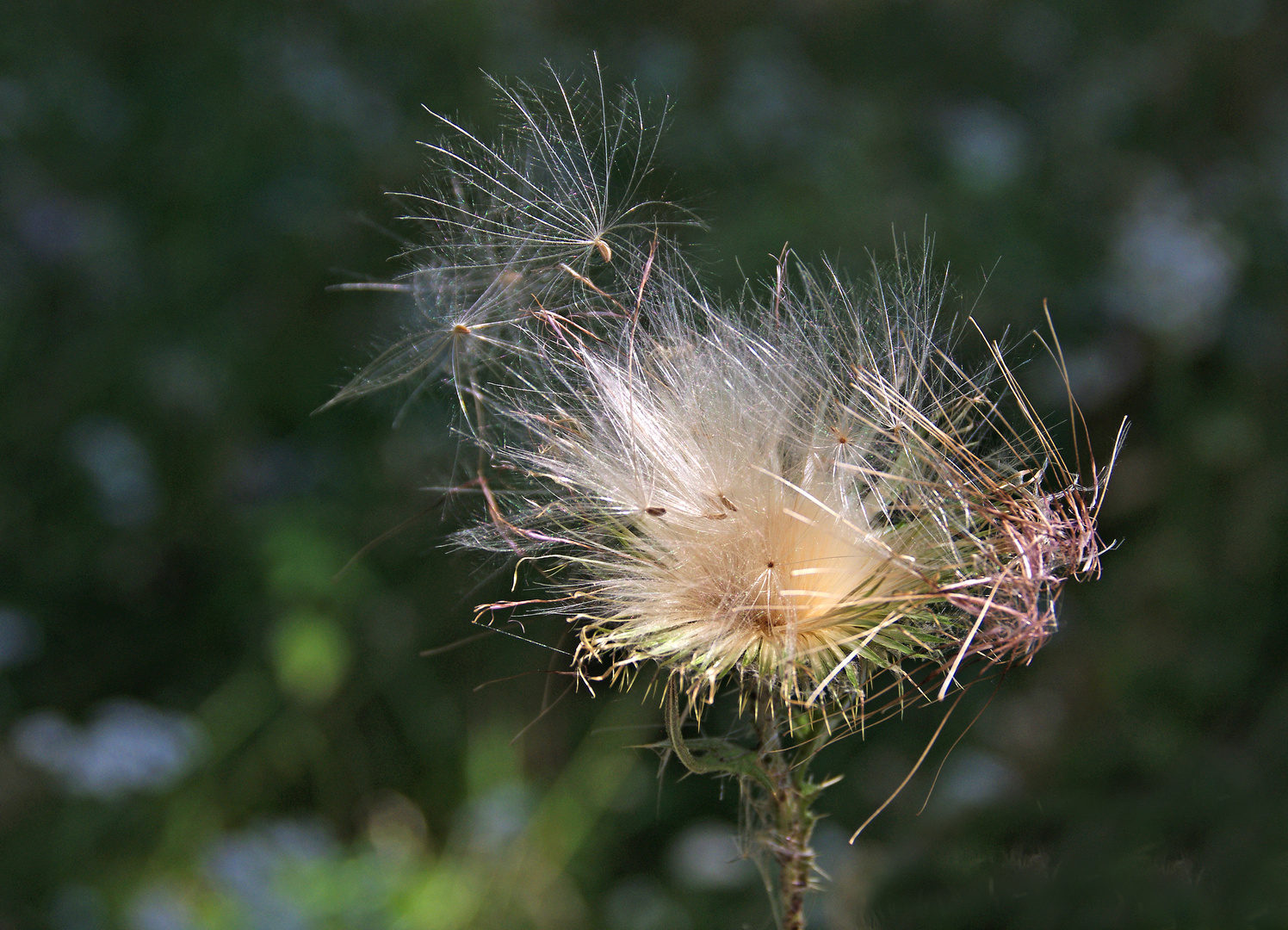 Distel ???