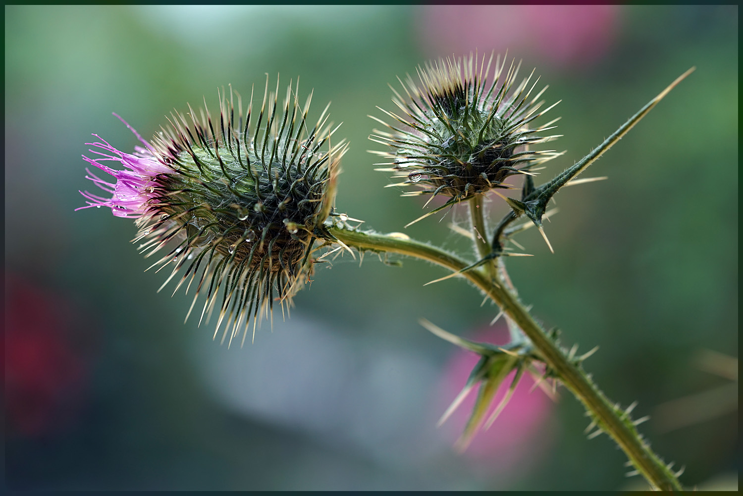 Distel 