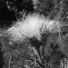 Distel