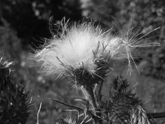 Distel