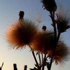 DISTEL