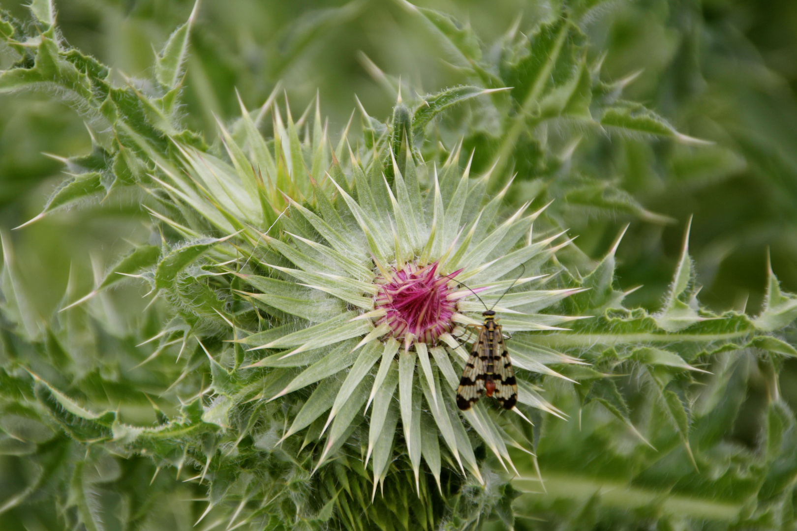 Distel