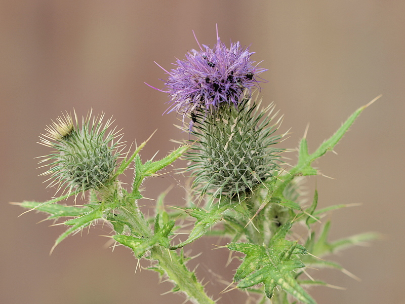 Distel