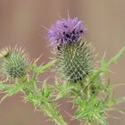 Distel