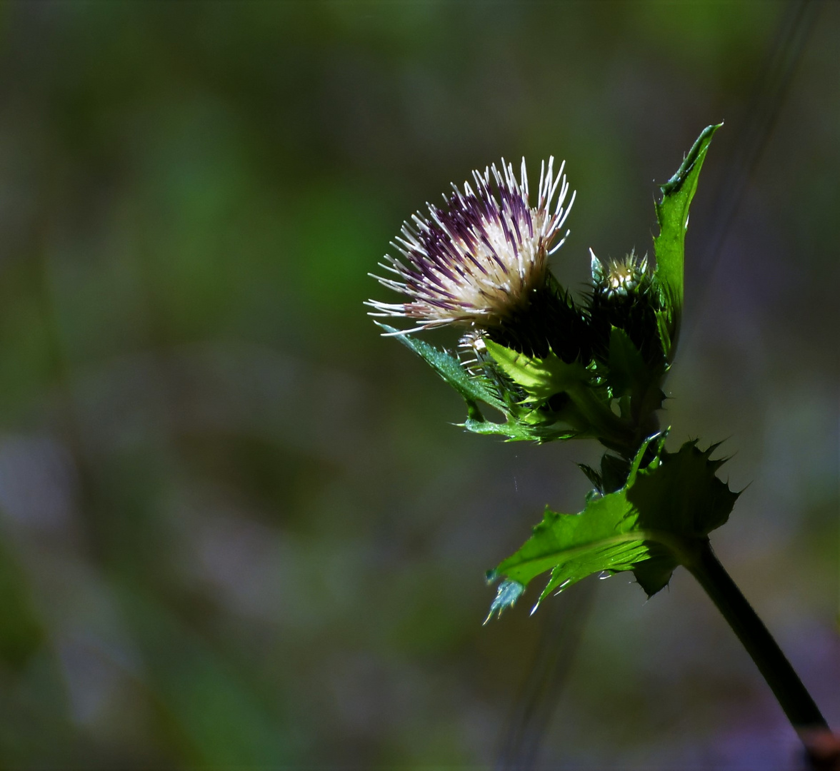 Distel