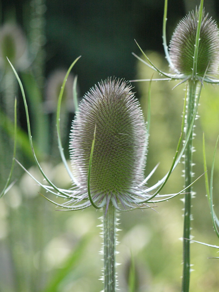 Distel