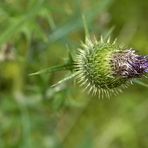 distel