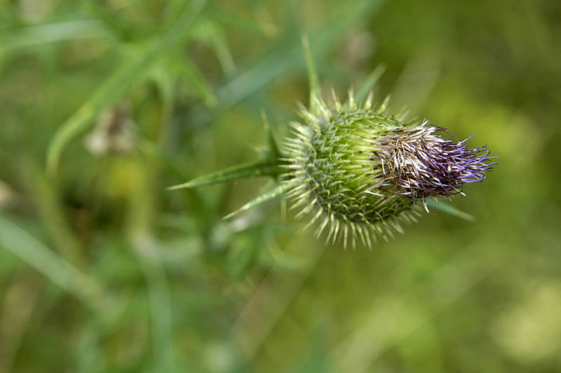 distel