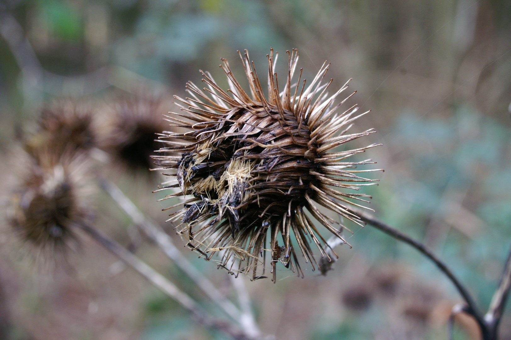 Distel