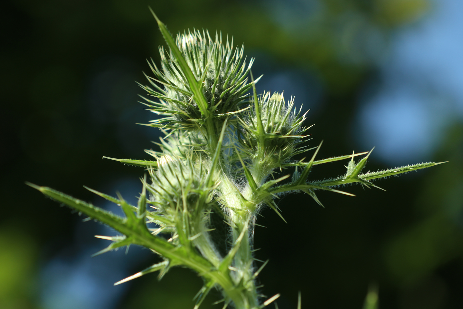 Distel