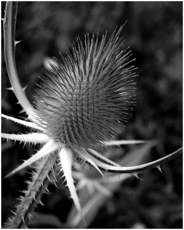 Distel